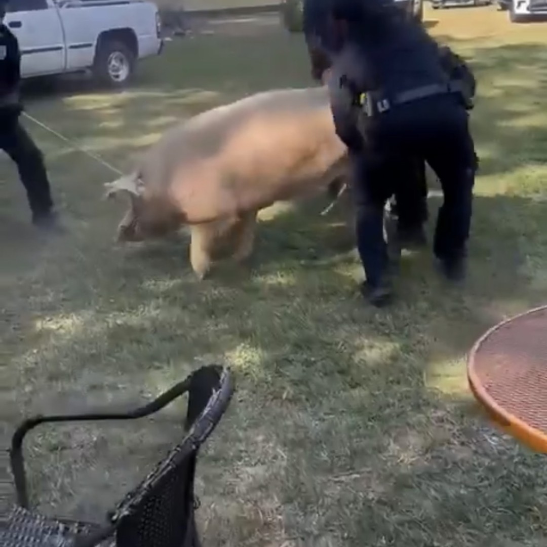 Mississippi Daycare Turns Into Rodeo When Giant Pig Escapes Police