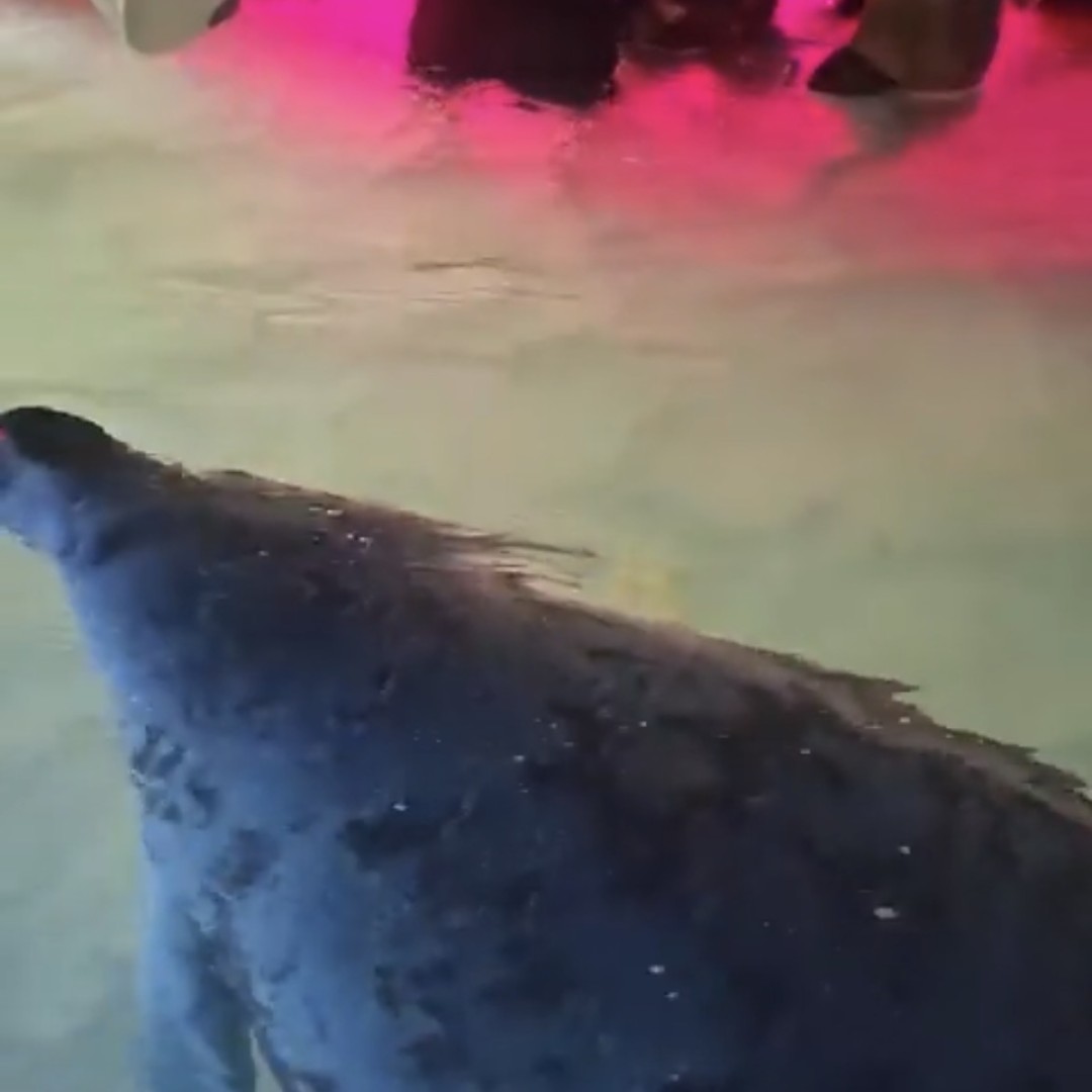 Partygoers Stunned as Manatee Glides Into Beach Scene