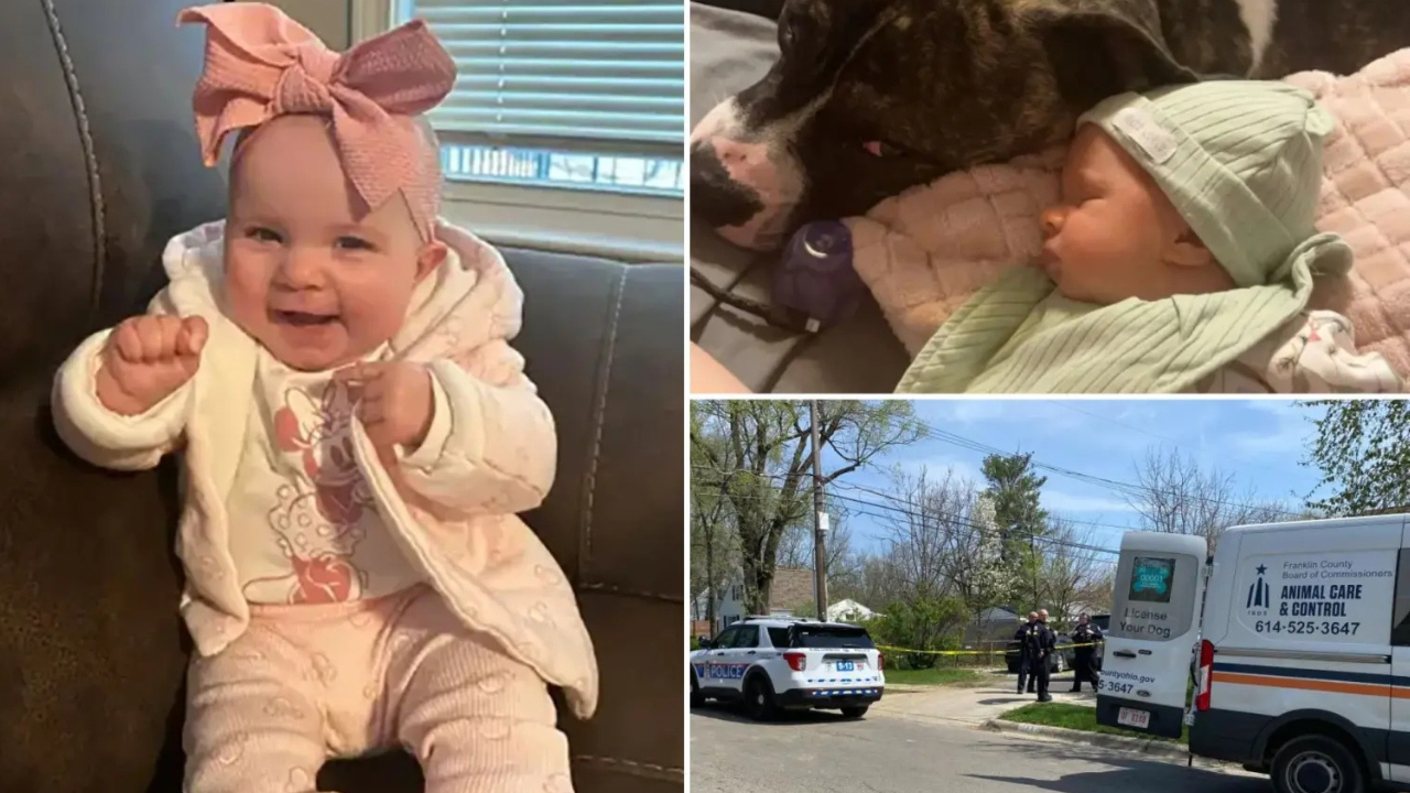 Ohio Baby Killed By Family Pit Bull; Mother Mourns: “I’ll Never Understand Why.”